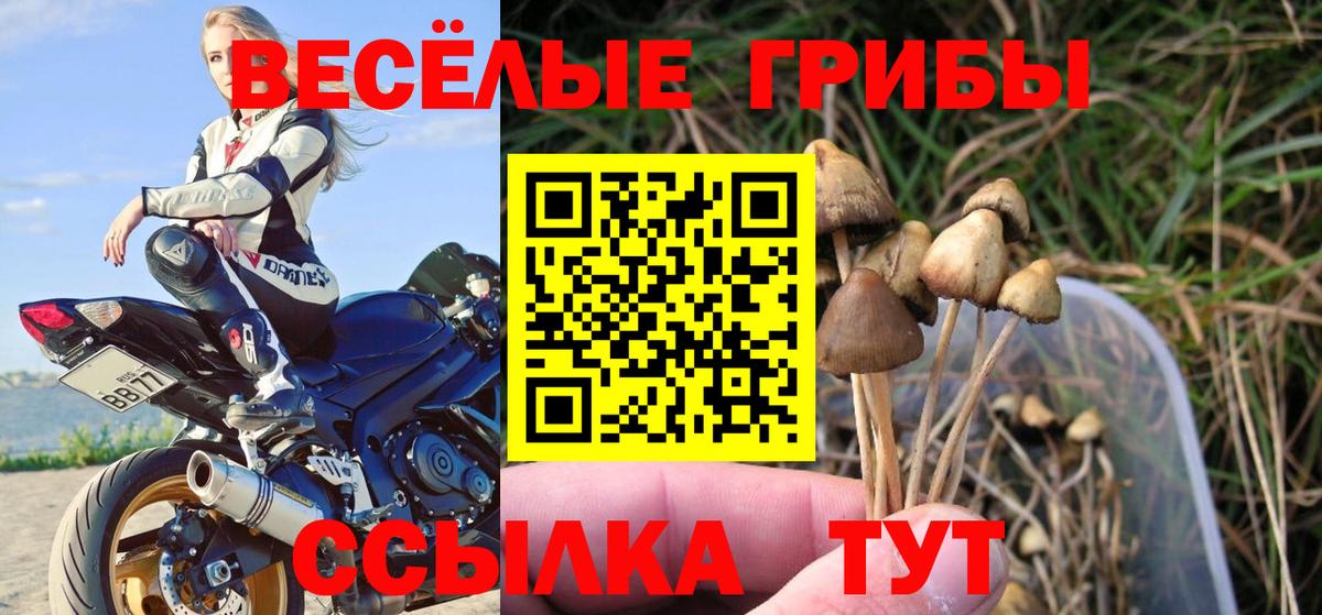 Галлюциногенные грибы Cubensis Гай